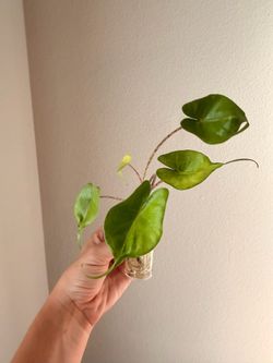 Alocasia albo stingray variegata