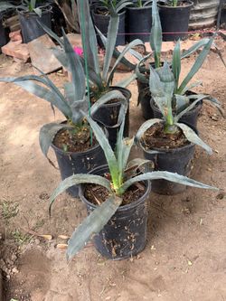 Maguey
