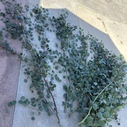 Fresh Eucalyptus Branches 