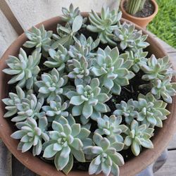 SUCCULENTS IN A LARGE FLOWER POT