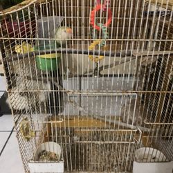 Lovebird And Cage