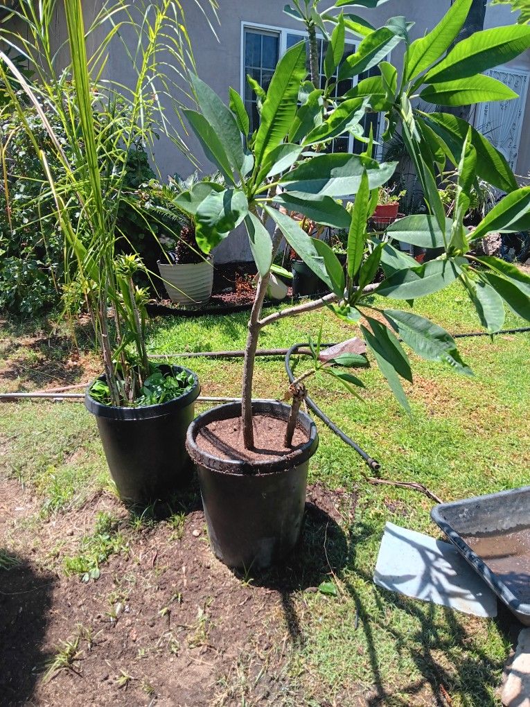 Plumeria Plant