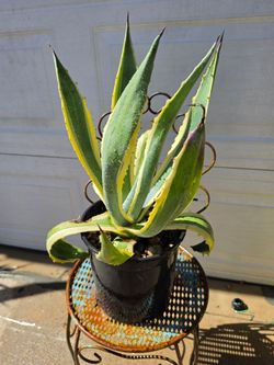 Agave