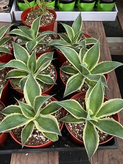 Variegated agaves in 6” pots $7 each