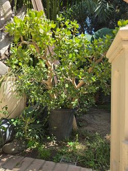 Jade tree