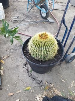 Big Cactus In 25 Contaner