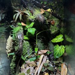 Bioactive Dart Frog Terrarium