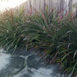  Thorny Leaf  Airplants