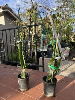 Ecuadorian Yellow Dragon Fruit Plant