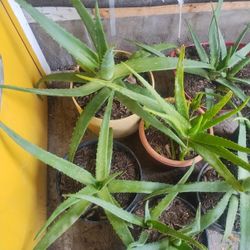 Aloe Vera Plants 