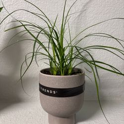 Small Ponytail Plant&Pot