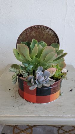 Succulents