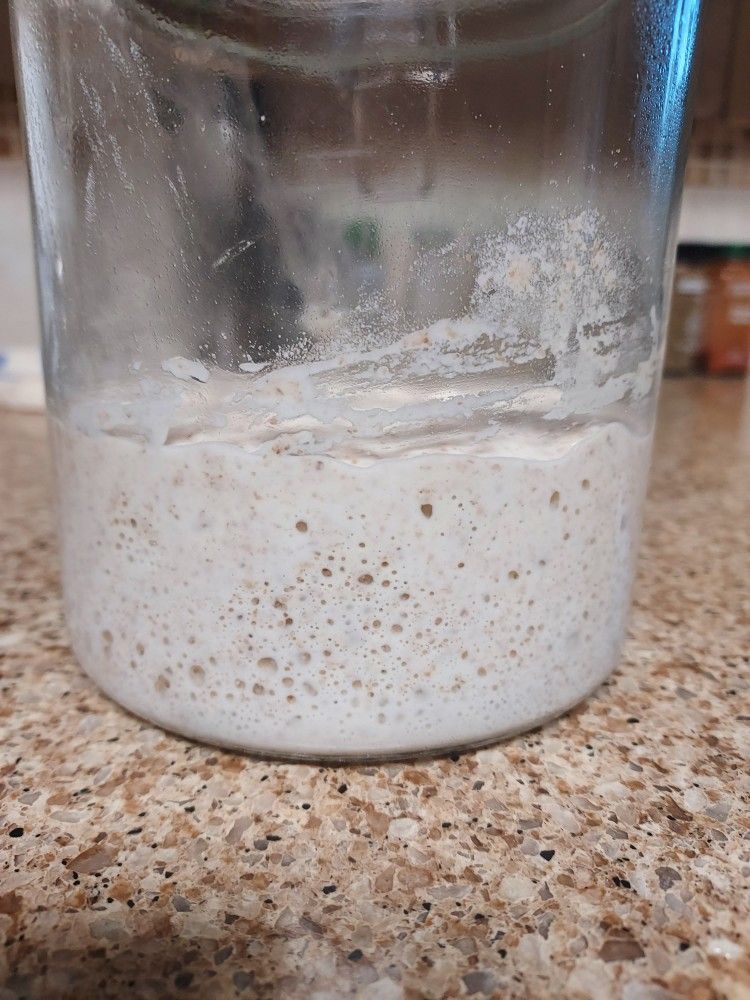 Sourdough Starter