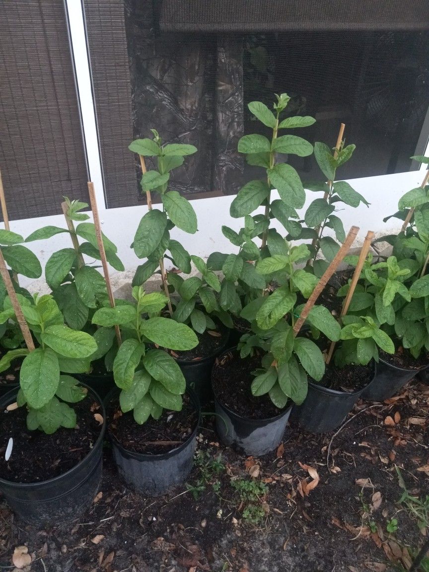 Red Guava (Guayaba) Plants. Price Is For Each