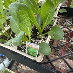 Vegetables Plants 6 Plants (6 Pack )