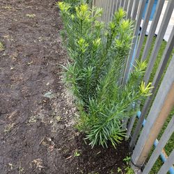 Podocarpus 16 Planted. Minimum Irder Required Tall Full Green  Fertilized  Ready For Planting Instant Privacy Hedge  Same Day Transportation 