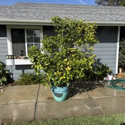Grapefruit Tree 7 ft. Oro Blanco