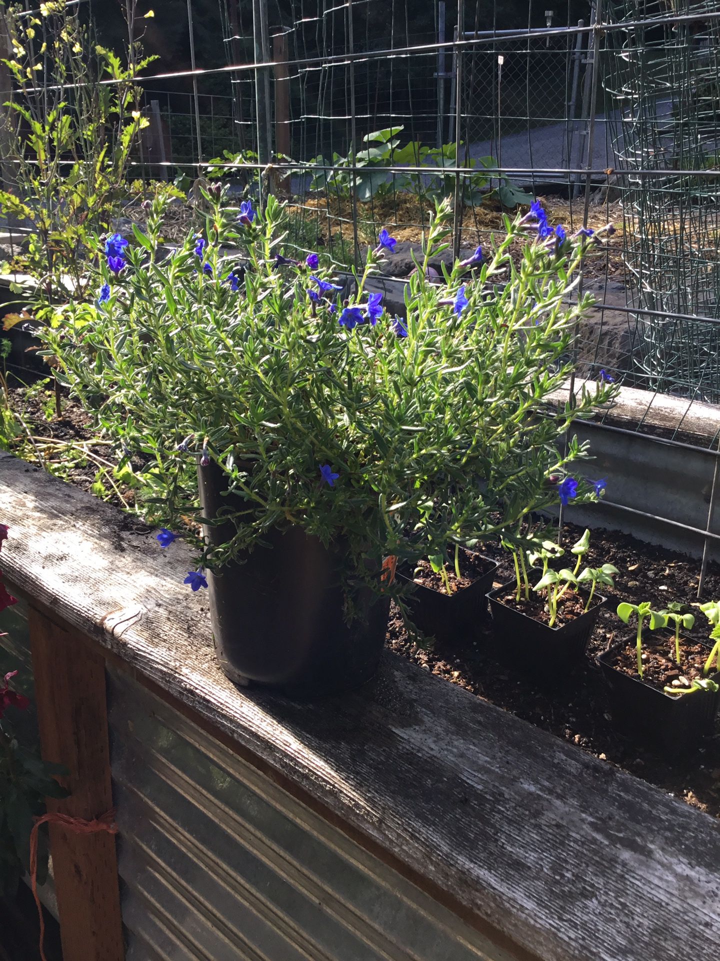 Lithodora Perennial Plant Likes Sun. Great Pollinator Plant!