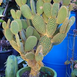 Large Bunny Ear Cactus With Ceramic Pot