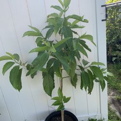 White Champaca ( Michelia Alba) Flower Plant With Flower(5 Ft Tall)7 Galon Pot