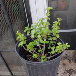 Jade Plant 