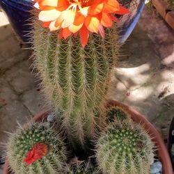 Cactus For Sale