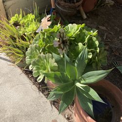 Plants $20