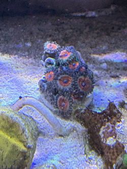 Corals Decoration