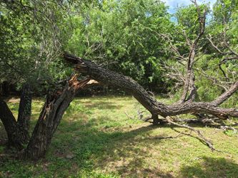Mesquite wood free