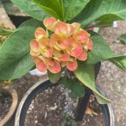 Corona de Cristo flor Jumbo