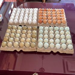 Organic 🥚 Eggs 🪺