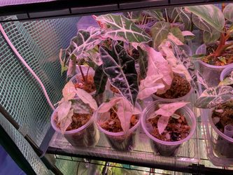 Alocasia pink Polly snowflake and mint ghost