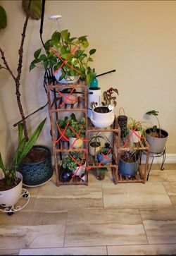 Plants For Sale And Plant Stand**Updated**