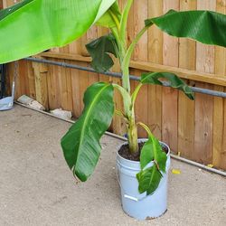 Banana Plants 