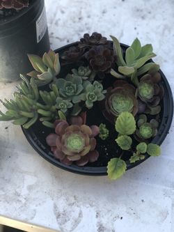 $5 arrangement
