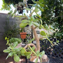  Succulent Plant/ Planta Suculenta  Jade