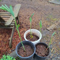 Set Of 3 Solomons Seal- shade perennial