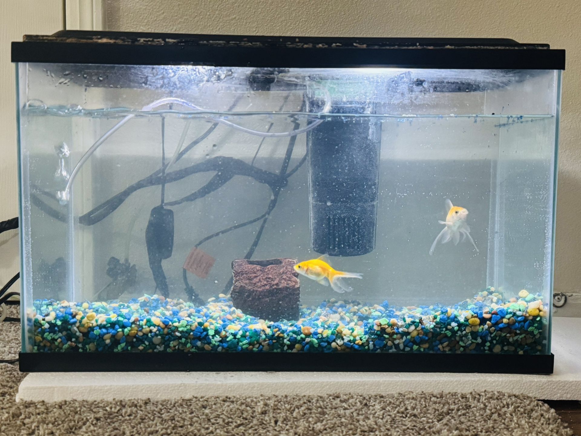 Fish Tank With Two Gold Fish