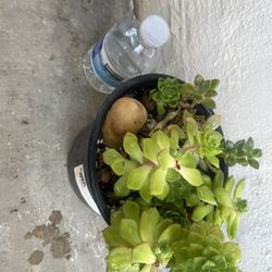 Succulent 