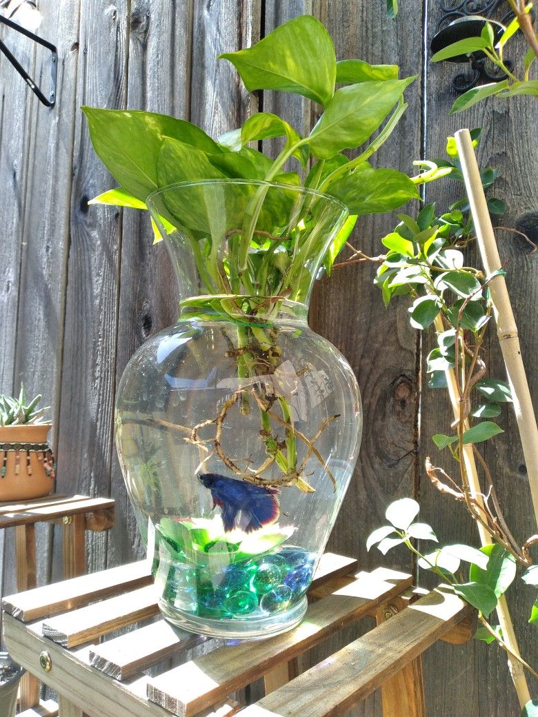 Aquatic Pothos Plant Betta Bowl Succulent