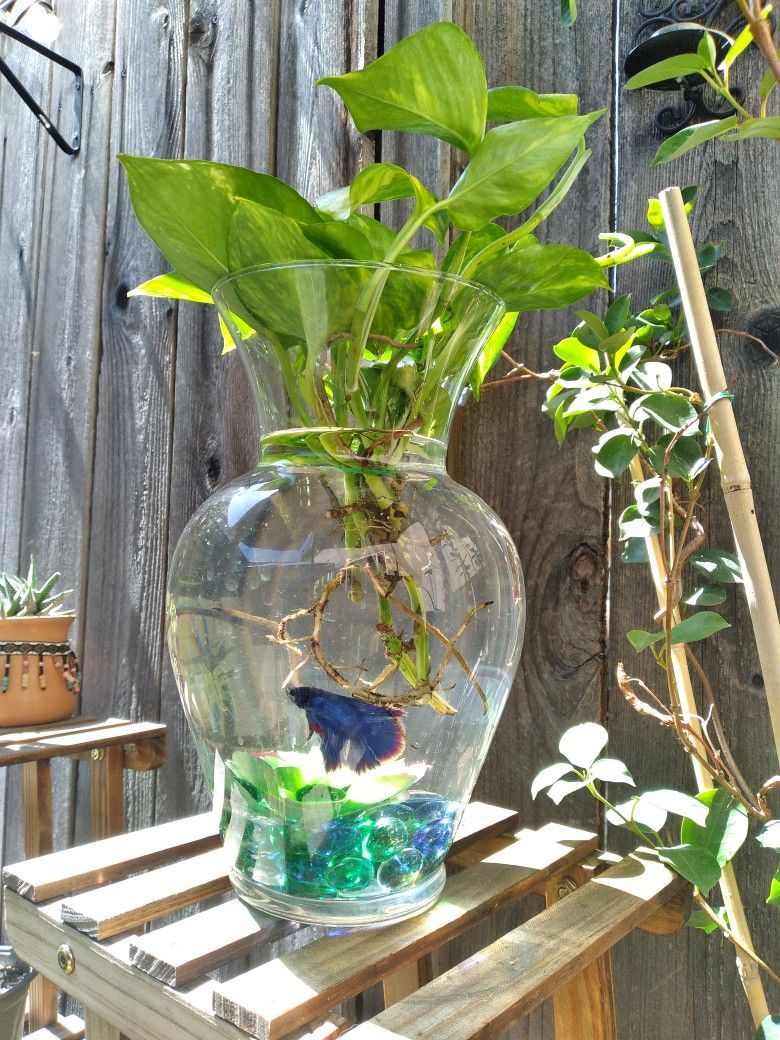 Aquatic Pothos Plant Betta Bowl Succulent for Sale in San Jose, CA