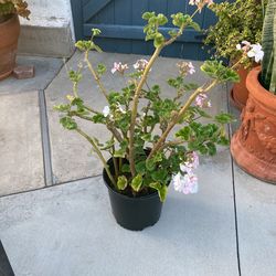 Geraniums 
