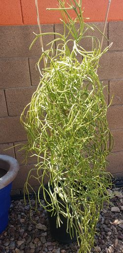 Pencil Cactus Plant