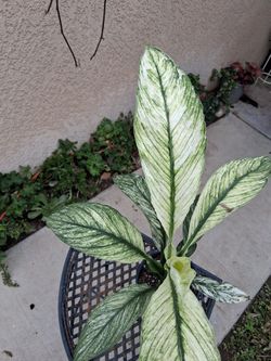 Variegated Spathiphyllum Sensation Plant $28