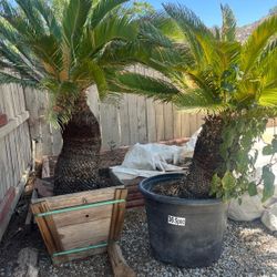 Sago Palms