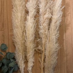 Pampas Grass & Eucalyptus 