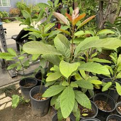 Garden Plants 