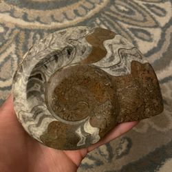 Ammonite Fossil