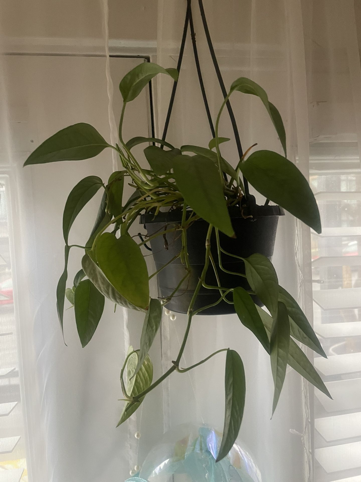 Chevy Blue House Plant