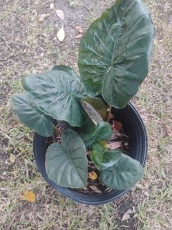 Alocasia nigra plant